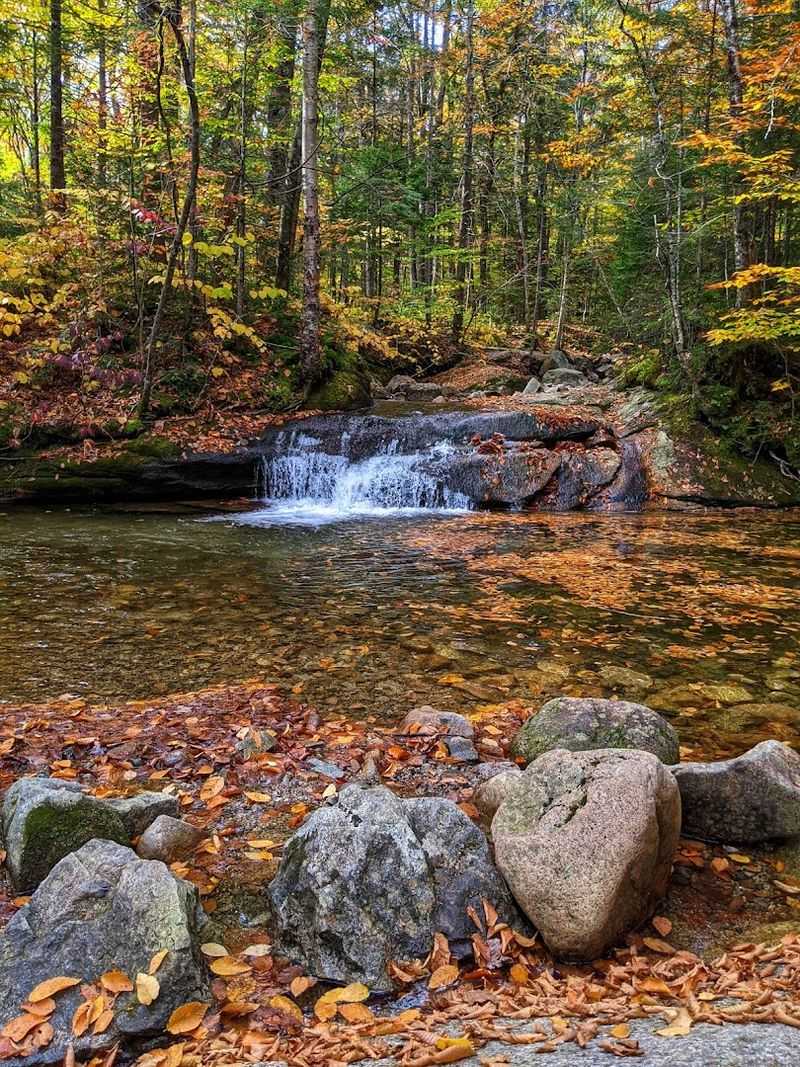Old-Growth Forest and Wildlife: The Quiet Surprises Between the Big Attractions Old-Growth Forest and Wildlife: The Quiet Surprises Between the Big Attractions