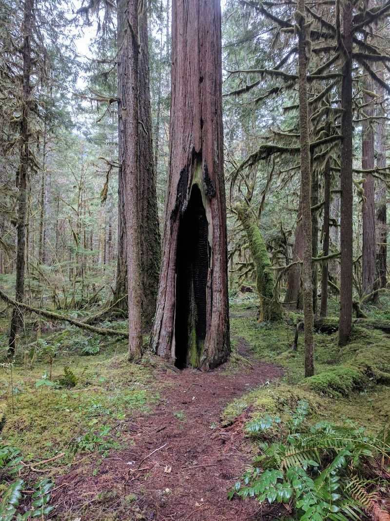 Old-Growth Forest and the Douglas Firs