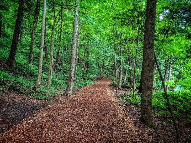 Old-Growth Forest and the Trails That Lead There Old-Growth Forest and the Trails That Lead There