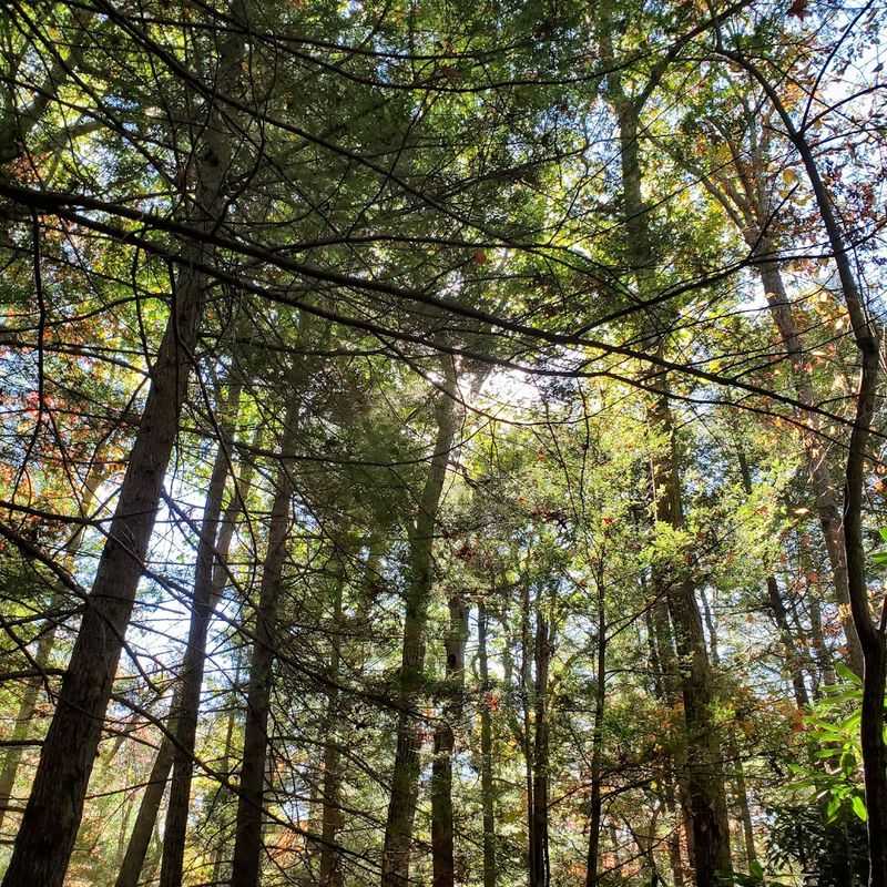 Old-Growth Hemlocks and the Forest That Predates the Garden