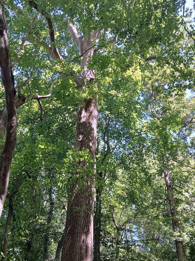 Old-Growth Trees That Have Seen Two Centuries Pass Old-Growth Trees That Have Seen Two Centuries Pass