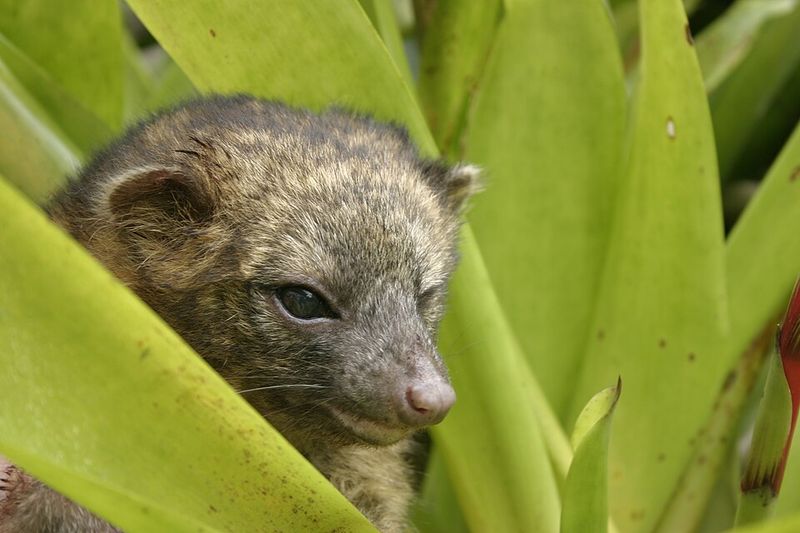 Olinguito Olinguito