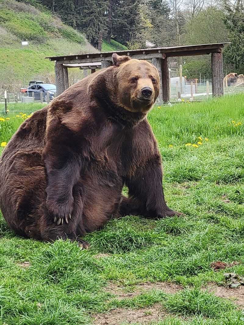 Olympic Game Farm, Sequim