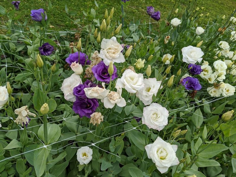 Omena Cut Flowers, Suttons Bay, Michigan Omena Cut Flowers, Suttons Bay, Michigan