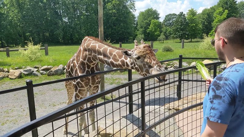 On Foot and Up Close: The Walk-Thru Safari On Foot and Up Close: The Walk-Thru Safari