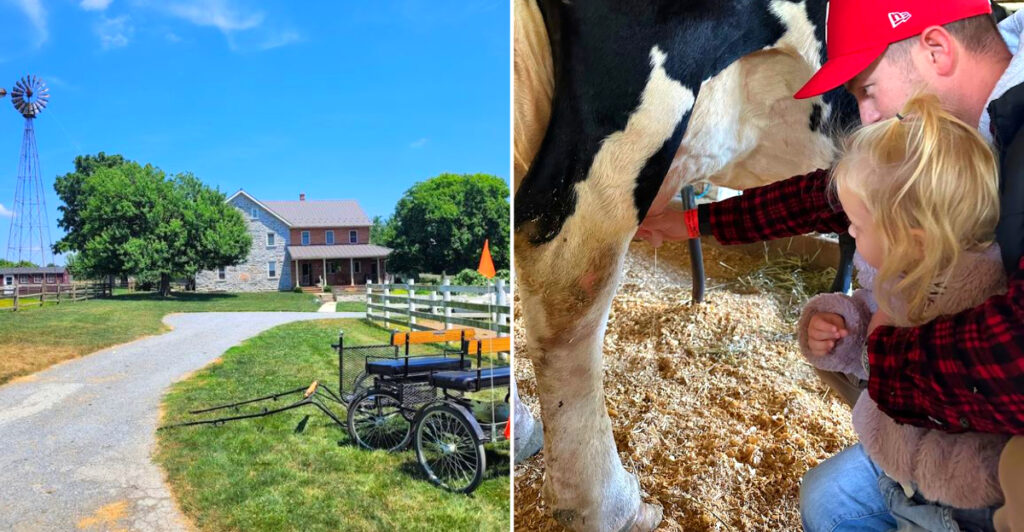 One of Pennsylvania’s Best Farm Experiences Lets You Milk Cows, Feed Calves, and Hold Piglets