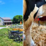 One of Pennsylvania’s Best Farm Experiences Lets You Milk Cows, Feed Calves, and Hold Piglets