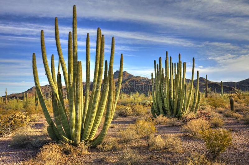 Organ Pipe Cactus National Monument – Arizona Organ Pipe Cactus National Monument – Arizona