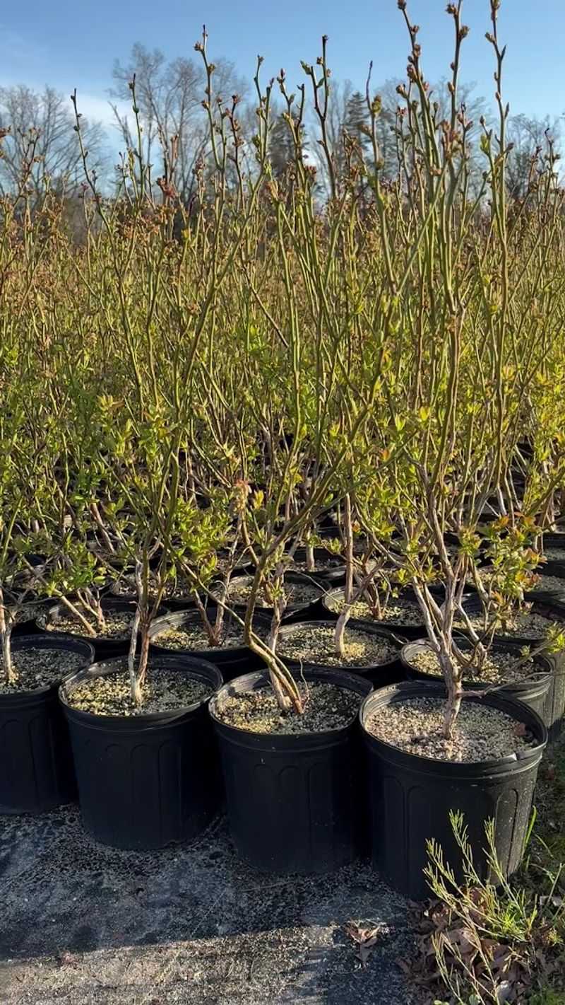 Organic Plants For Backyard Growers Organic Plants For Backyard Growers