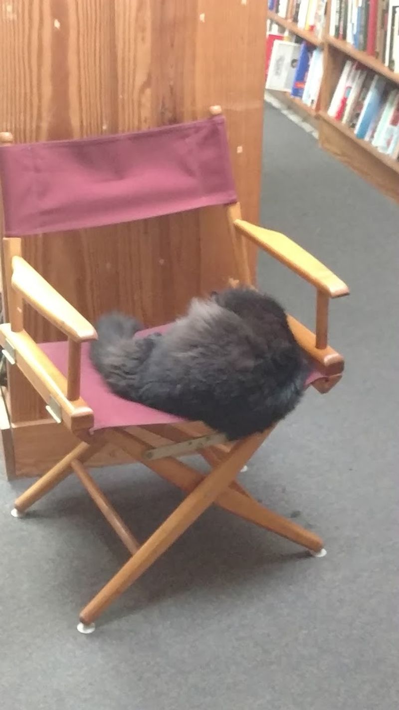 Orleans the Cat and the Warmth of a True Community Space