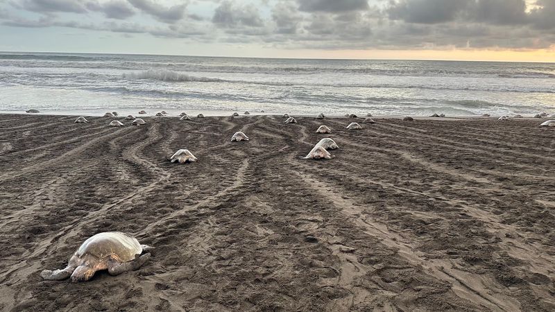 Ostional Beach, Ostional, Guanacaste, Costa Rica