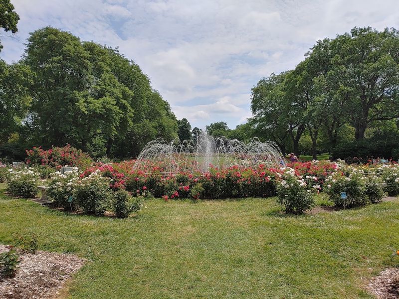 Over 1,700 Rose Bushes and Countless Varieties Over 1,700 Rose Bushes and Countless Varieties