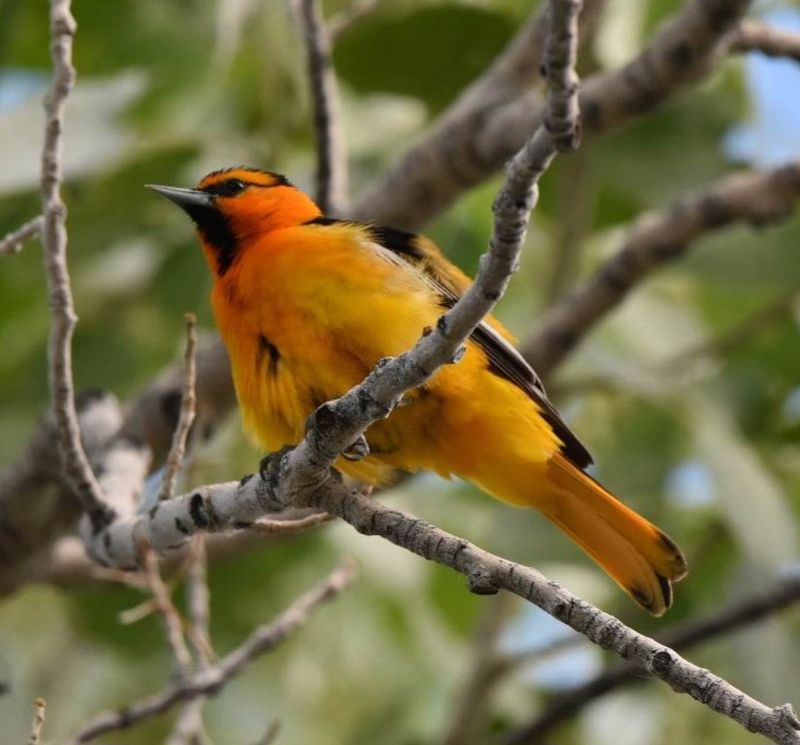 Over 215 Bird Species and Counting Over 215 Bird Species and Counting