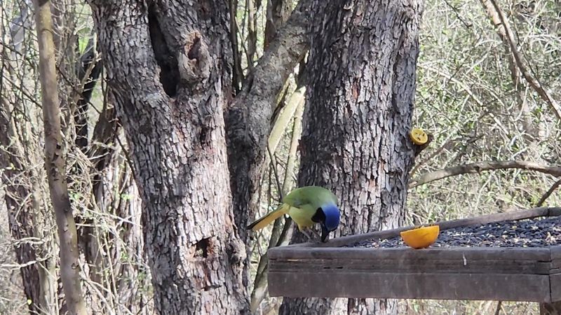 Over 400 Bird Species and Why That Number Matters Over 400 Bird Species and Why That Number Matters