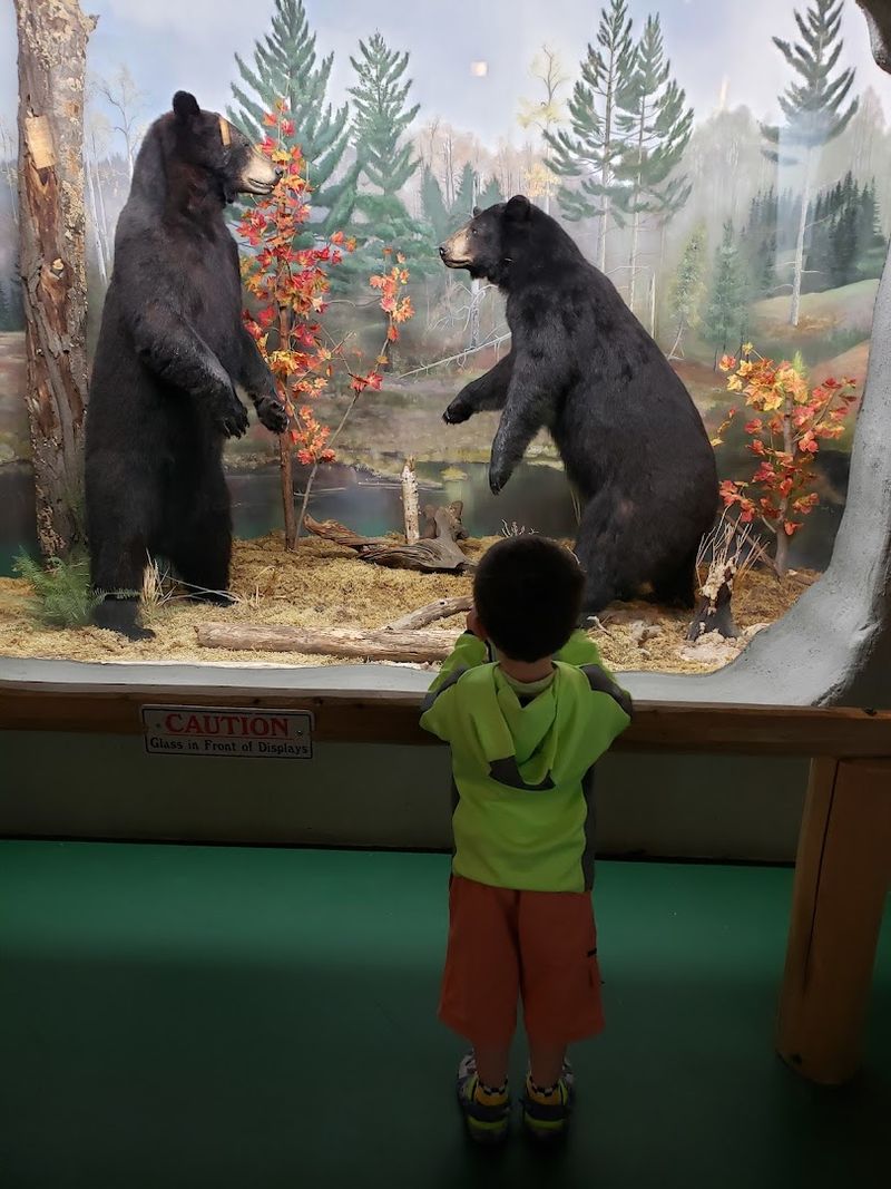 Over 60 Wildlife Displays That Fill Every Wall and Corner Over 60 Wildlife Displays That Fill Every Wall and Corner