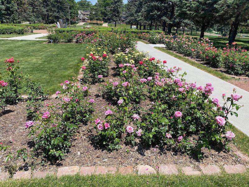Over a Thousand Roses and the Paths Between Them Over a Thousand Roses and the Paths Between Them
