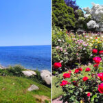 Overlooking the Atlantic, This Historic New Hampshire Garden Is Home to Thousands of Roses
