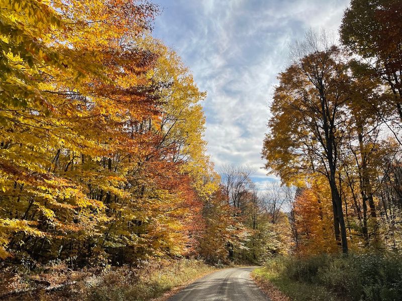 PA Route 144 Through Moshannon State Forest, Snow Shoe, Pennsylvania