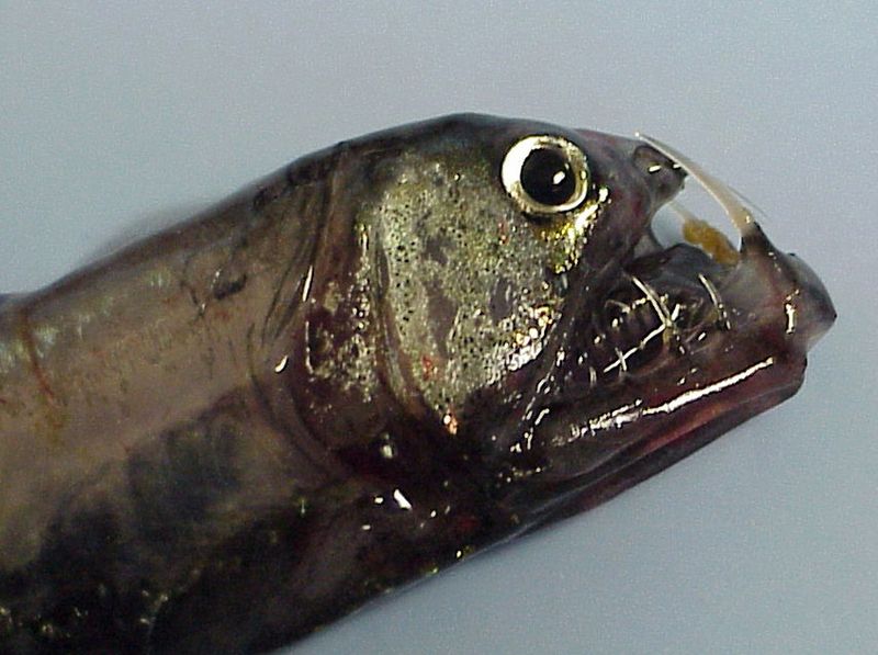 Pacific Viperfish (Chauliodus macouni)