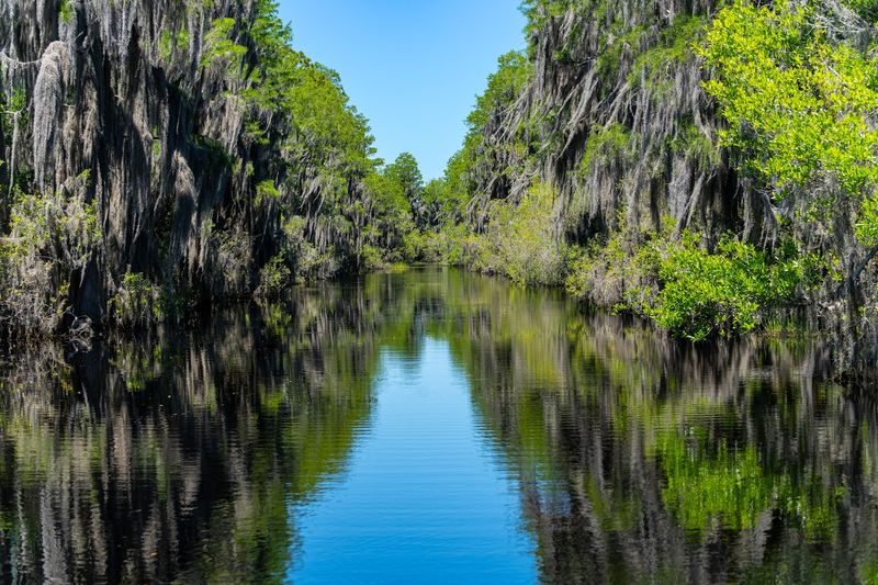 Paddle Into The Okefenokee Swamp Near Folkston Paddle Into The Okefenokee Swamp Near Folkston