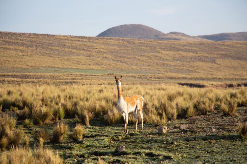 Pampa Galeras Bárbara D'Achille National Reserve, Lucanas, Ayacucho, Peru Pampa Galeras Bárbara D'Achille National Reserve, Lucanas, Ayacucho, Peru