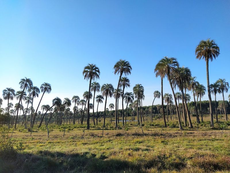 Parque Nacional El Palmar, Argentina