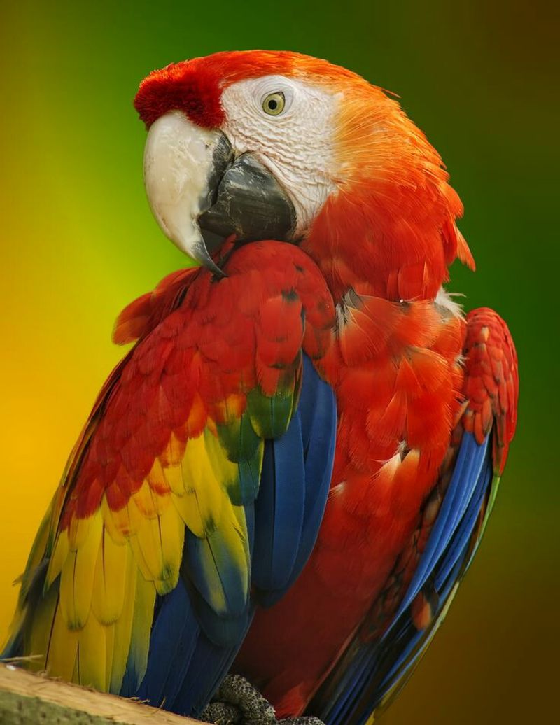Parrots With More Personality Than Most People Parrots With More Personality Than Most People