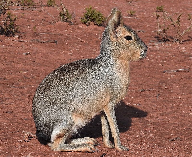 Patagonian Mara Patagonian Mara