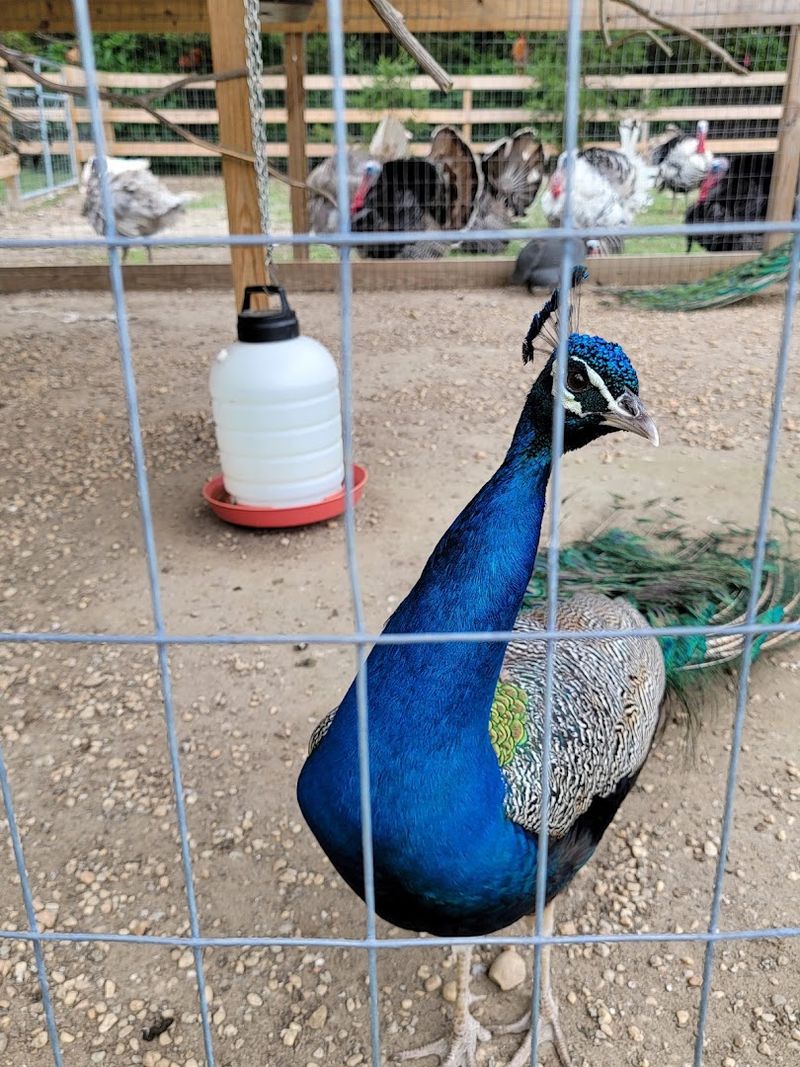 Peacocks, Emus, Chickens, And Farmyard Birds