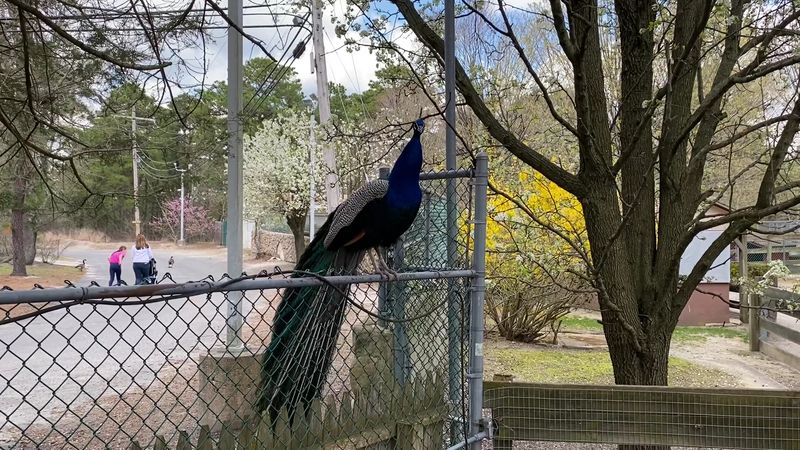 Peacocks With Parking Lot Confidence Peacocks With Parking Lot Confidence