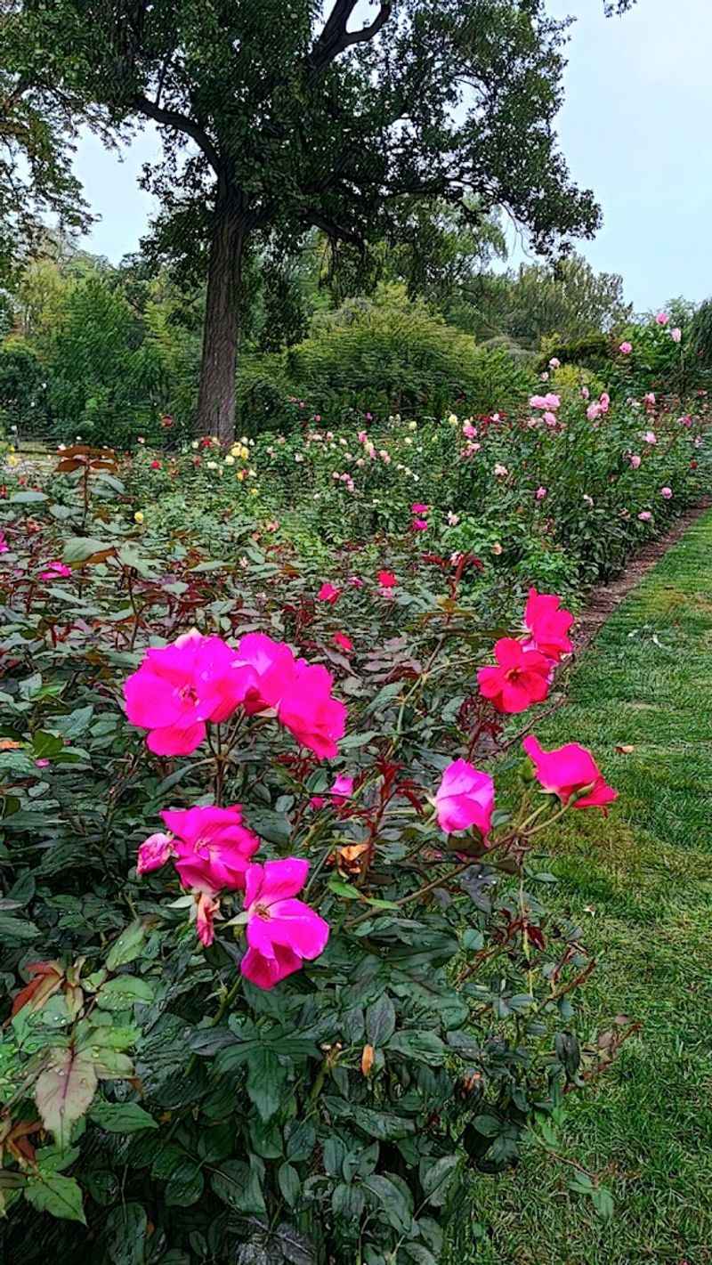 Peak Bloom Season and the Best Time to Show Up Peak Bloom Season and the Best Time to Show Up