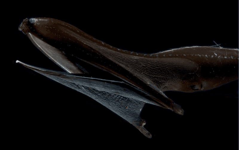 Pelican Eel (Eurypharynx pelecanoides)