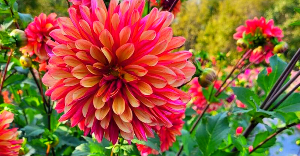 People Drive Across Pennsylvania to Fill Buckets With Dahlias and Sunflowers at This Flower Farm