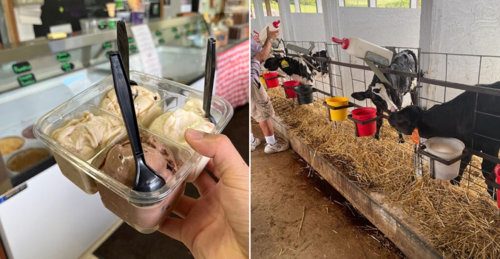 People Visit This Maryland Farm For Ice Cream And Baby Calf Feedings