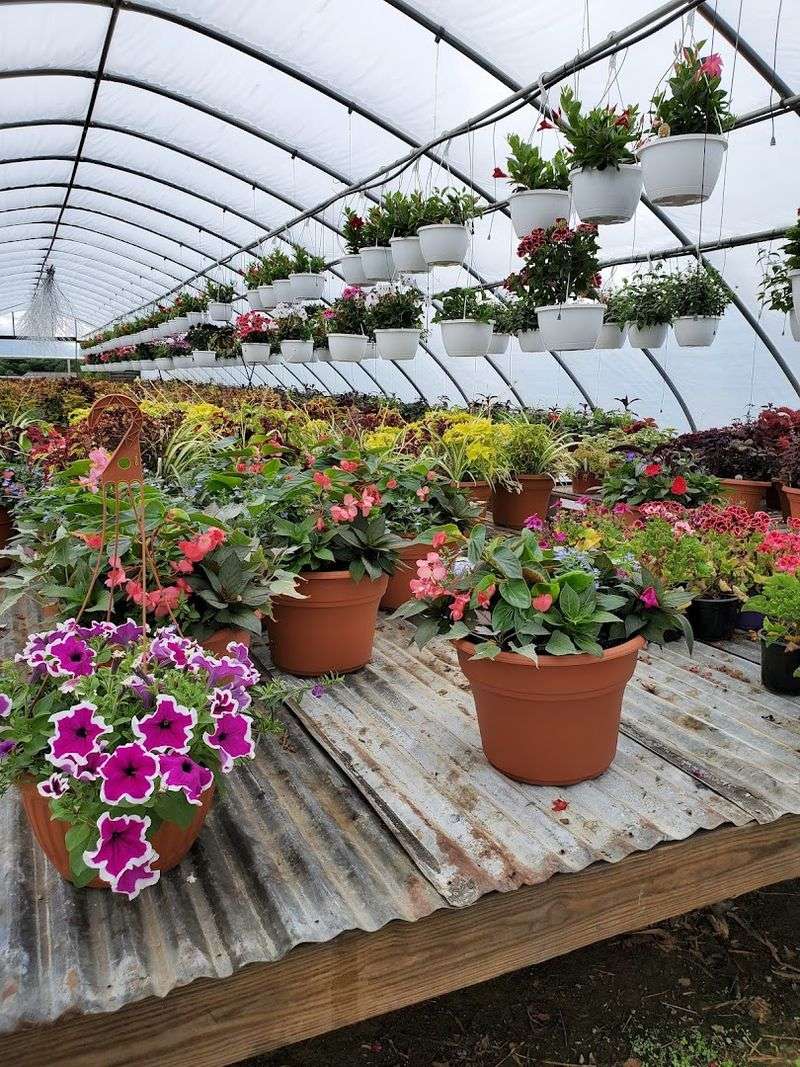 Perennials, Annuals, and a Plant for Every Purpose Perennials, Annuals, and a Plant for Every Purpose