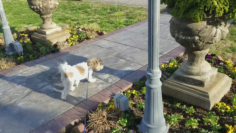 Pet-Friendly Paths and Leash-Ready Greenery Pet-Friendly Paths and Leash-Ready Greenery