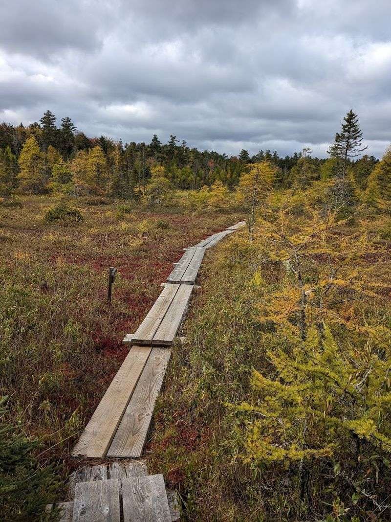 Philbrick-Cricenti Bog, New London, New Hampshire Philbrick-Cricenti Bog, New London, New Hampshire