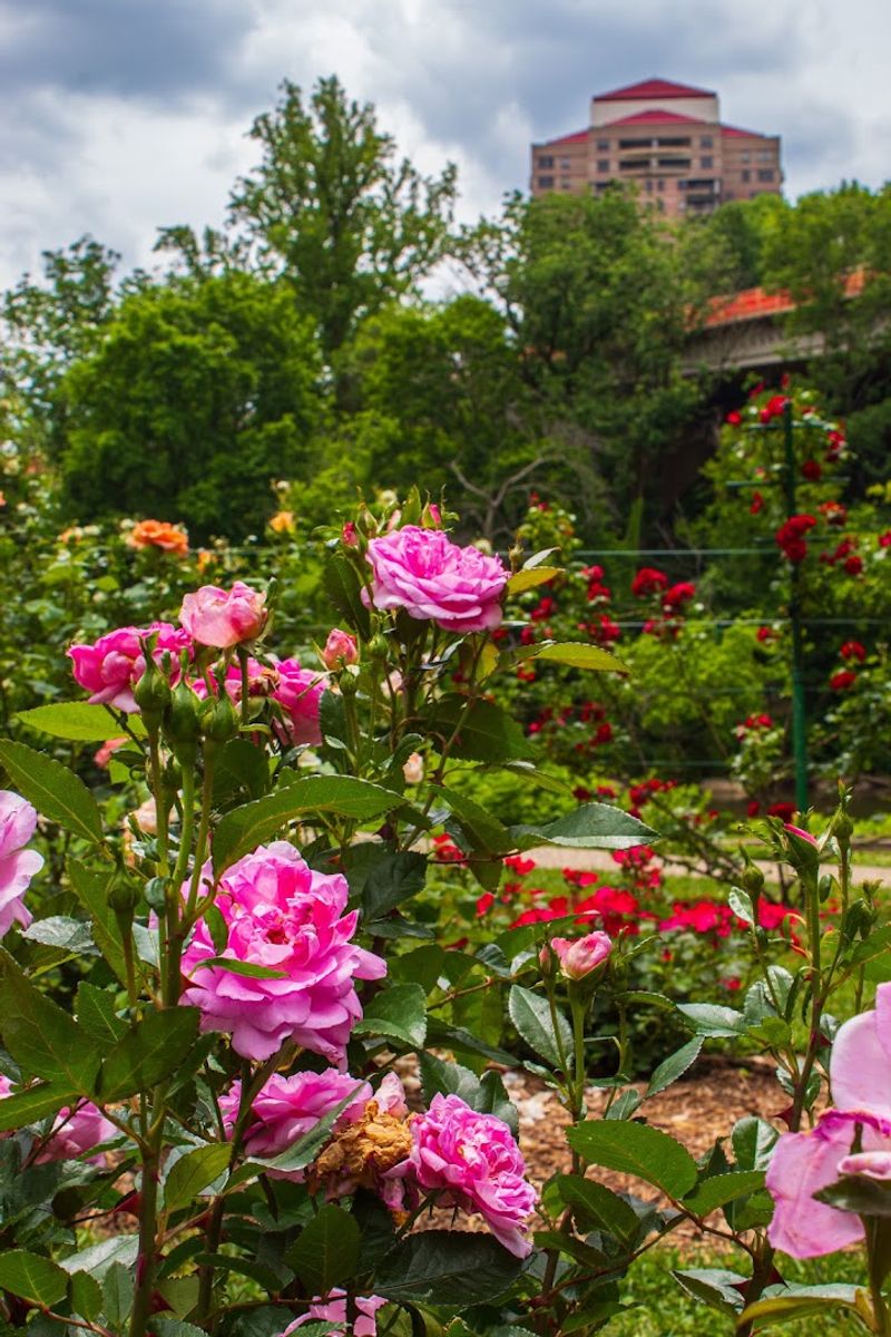 Photography, Picnics, and Other Reasons to Linger Photography, Picnics, and Other Reasons to Linger