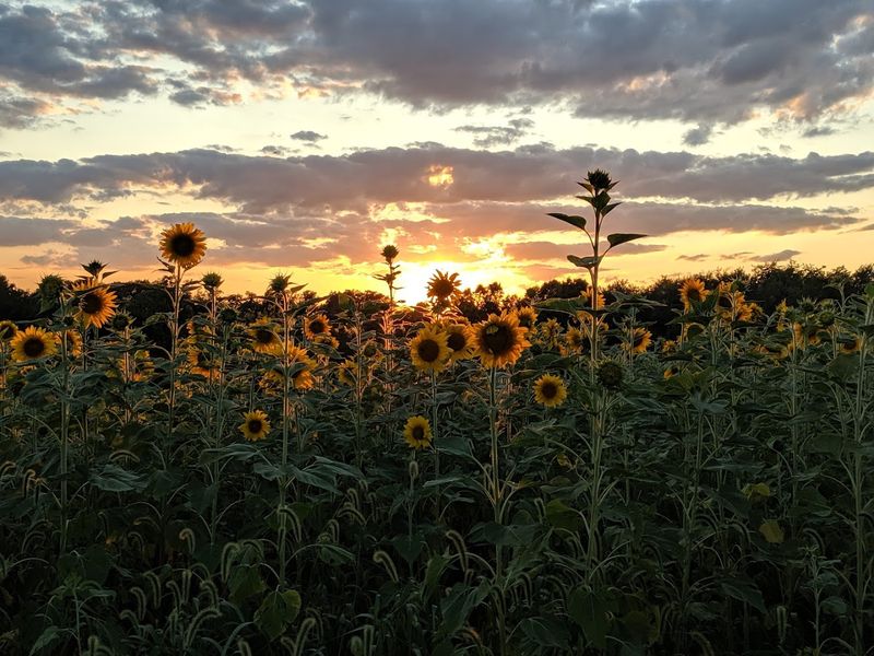 Photography at the Farm: A Backdrop That Does the Work for You