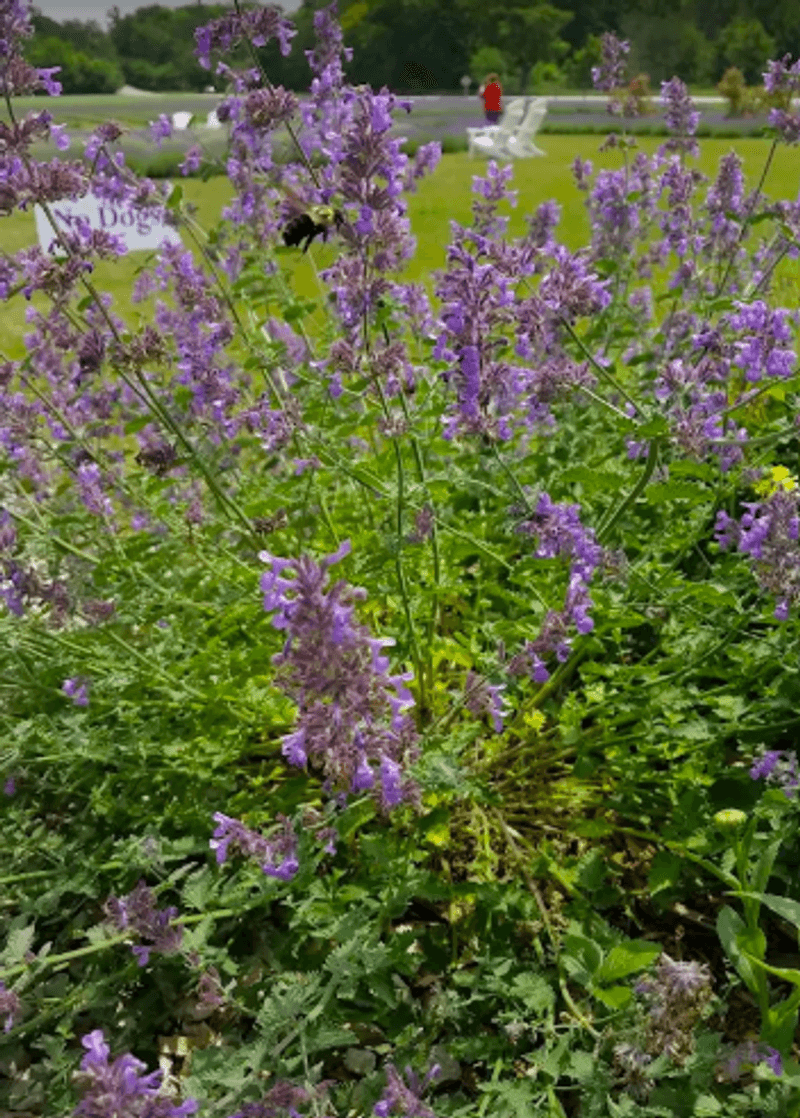 Pick-Your-Own Lavender: A Hands-On Highlight