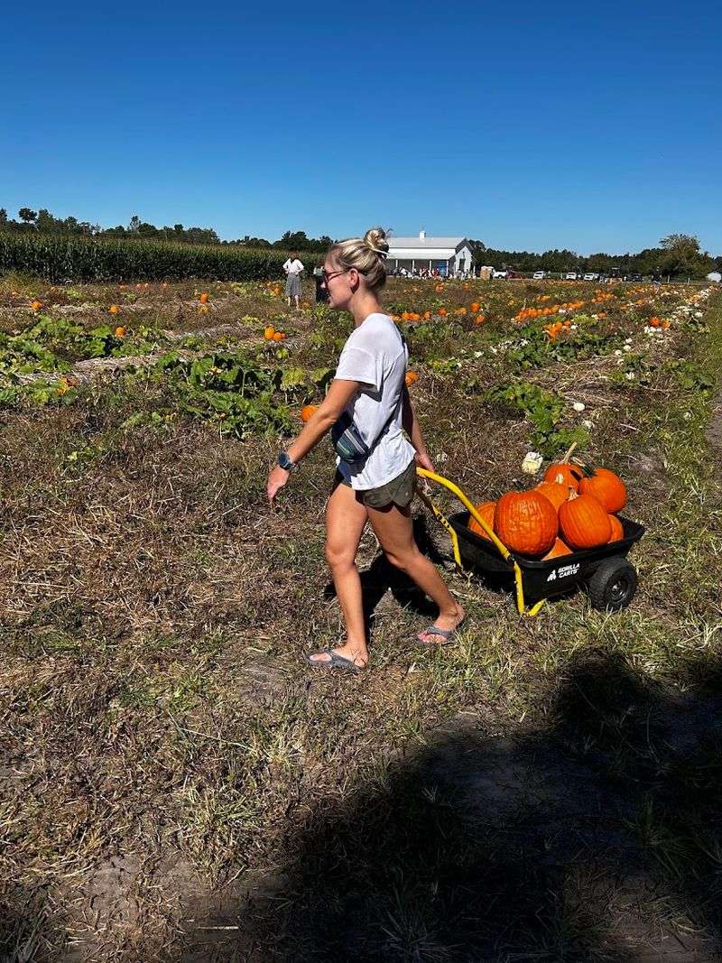 Pick-Your-Own Pumpkins Come Fall Pick-Your-Own Pumpkins Come Fall