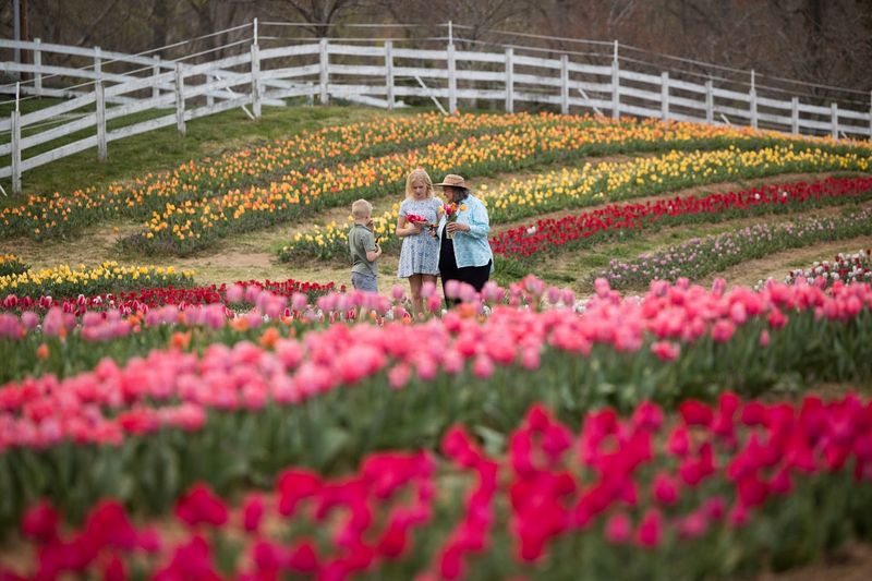 Pick Your Own Tulips: How the U-Pick Experience Works Pick Your Own Tulips: How the U-Pick Experience Works