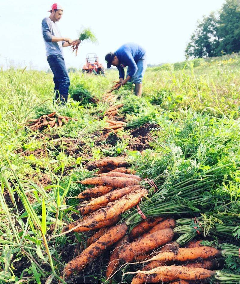 Pick-Your-Own Vegetables and the Satisfaction of Harvesting Your Own Food Pick-Your-Own Vegetables and the Satisfaction of Harvesting Your Own Food