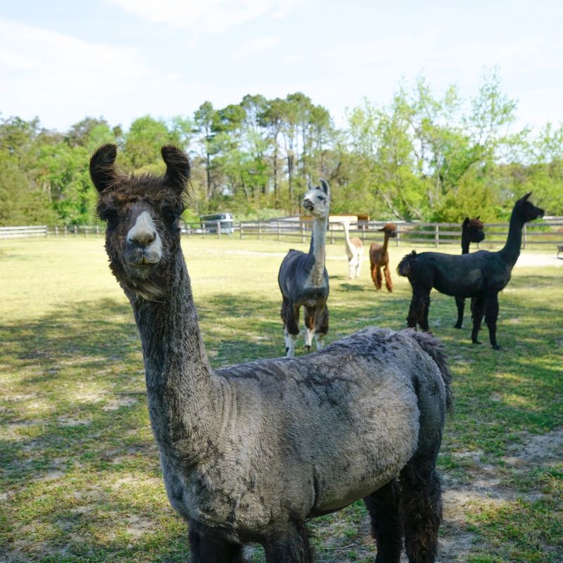 Pigs, Goats, Donkeys, Alpacas, And Llamas