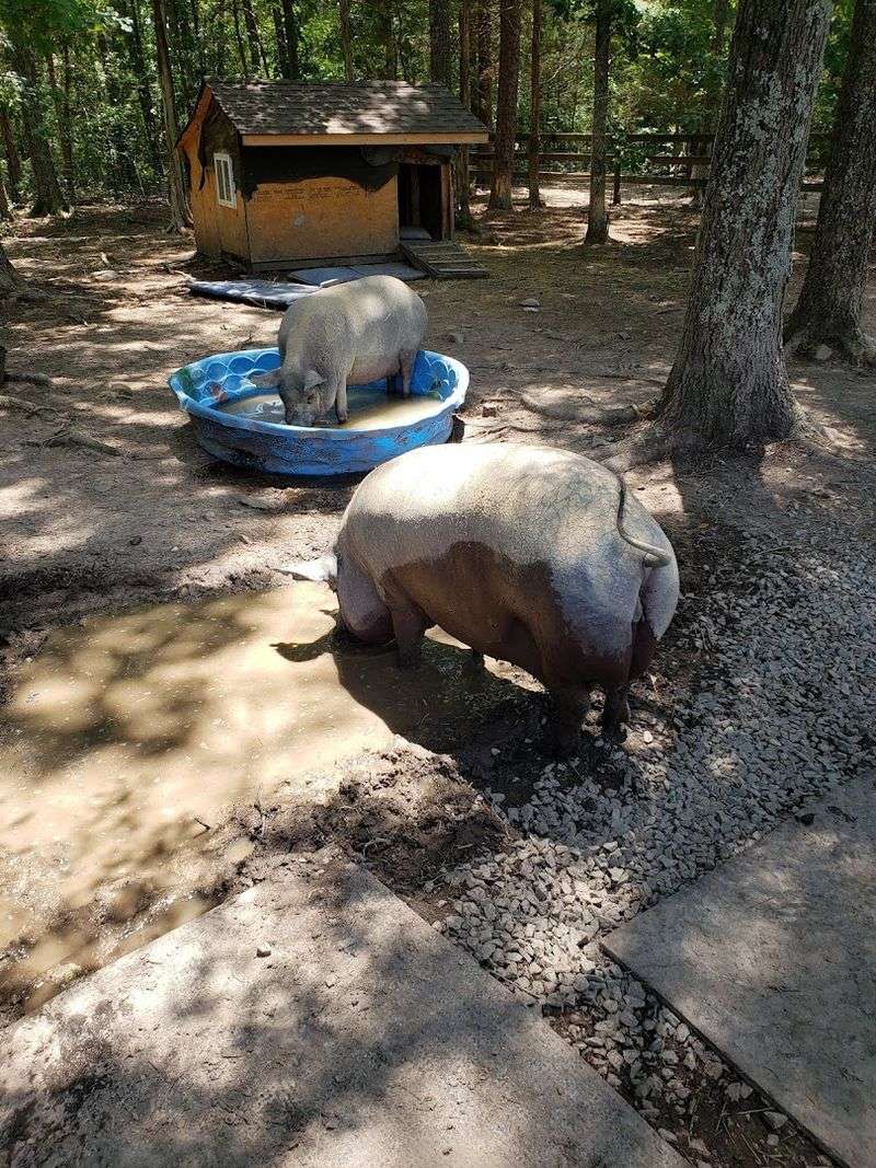Pigs With Big Personalities and Even Bigger Houses