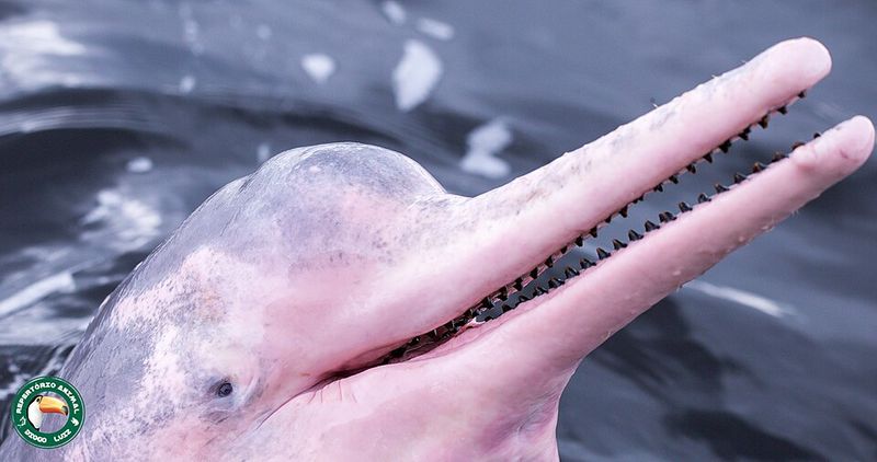 Pink River Dolphin Pink River Dolphin