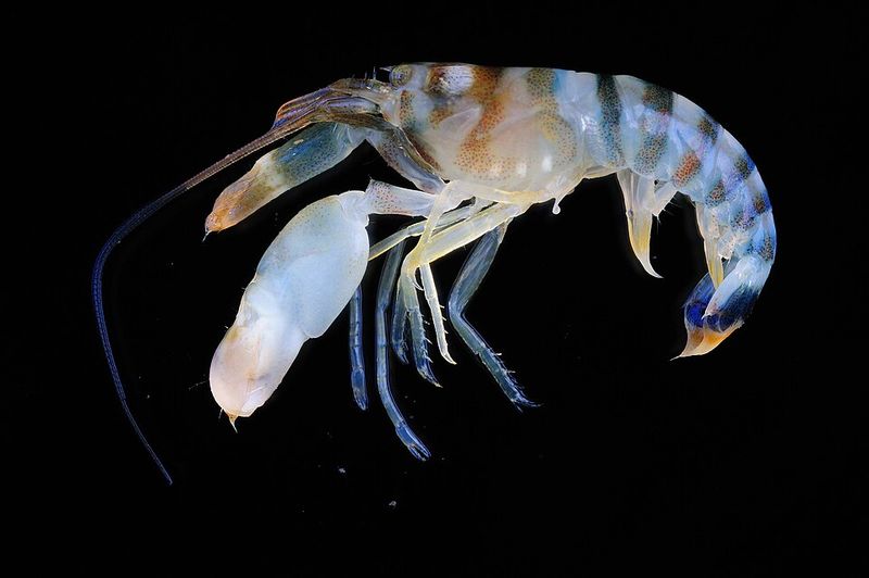 Pistol Shrimp Pistol Shrimp