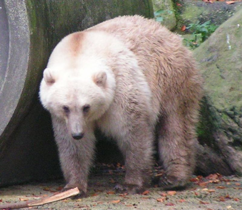 Pizzly (Grolar) Bear