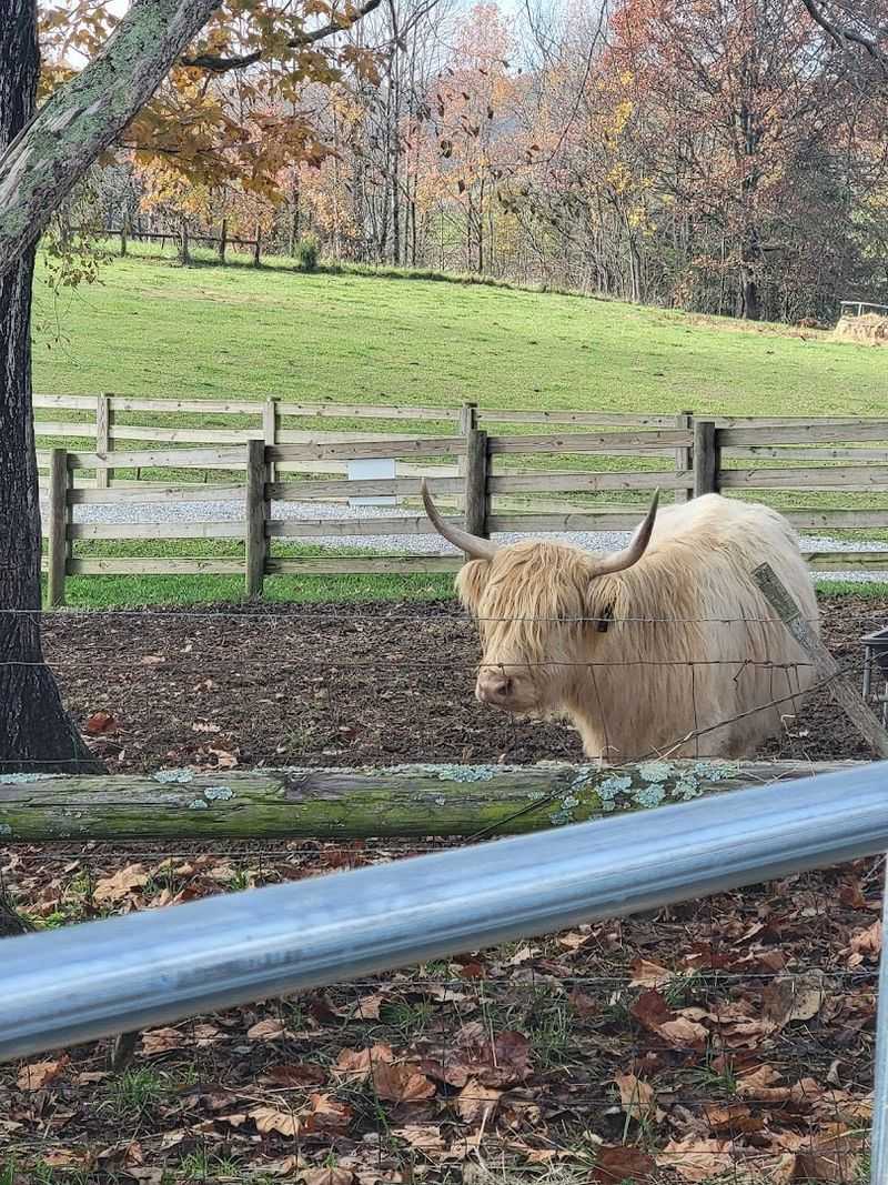 Planning Your Trip to Cookeville Around the Farm