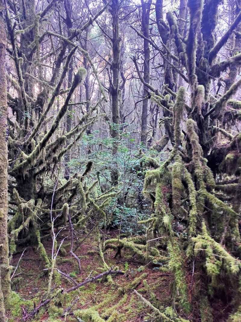 Plant Life Along the Path: What Sitka Sedge Actually Means Plant Life Along the Path: What Sitka Sedge Actually Means